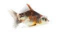 Calico Telescope-eyes Goldfish