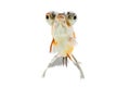 Calico Telescope-eyes Goldfish