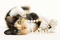 Calico tortie brown, orange and white kitten playing with white pearl necklace