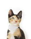 Calico tortie brown, orange and white kitten wearing white pearl necklace