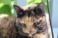 Calico or tortoiseshell cat laying outside on a wooden deck