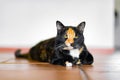 Calico tortoiseshell tabby cat lying on a balcony Royalty Free Stock Photo