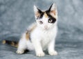 Calico white kitten cat Royalty Free Stock Photo