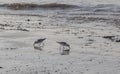 Calidris alba looking for food on the beach Royalty Free Stock Photo