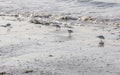 Calidris alba looking for food on the beach Royalty Free Stock Photo