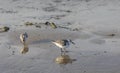 Calidris alba looking for food on the beach Royalty Free Stock Photo