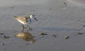 Calidris alba looking for food on the beach Royalty Free Stock Photo