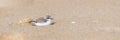 Calidris alba, Sanderling, bird