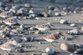Sanderling bird Royalty Free Stock Photo