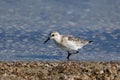 Sanderling (Calidris alba) feeding along the tideline on the coast Royalty Free Stock Photo