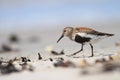 Calidris alba. The wild nature of the North Sea. Bird on beach by the sea. Royalty Free Stock Photo