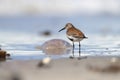 Calidris alba. The wild nature of the North Sea. Bird on beach by the sea. Royalty Free Stock Photo