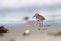 Calidris alba. The wild nature of the North Sea. Bird on beach by the sea. Royalty Free Stock Photo