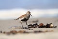 Calidris alba. The wild nature of the North Sea. Bird on beach by the sea. Royalty Free Stock Photo