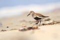 Calidris alba. The wild nature of the North Sea. Bird on beach by the sea. Royalty Free Stock Photo