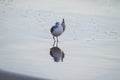 Calidris alpina cleans itself in shallow water looking for food on the Canary Island Gran Canaria