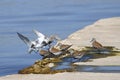 Calidris Alpina Dunlin Birds Come Together On Pier Royalty Free Stock Photo