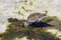 Calidris Alpina Dunlin Dipping Bill Deep Into Little Hole Royalty Free Stock Photo