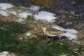 Calidris alpina