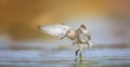 Calidris alpina it lands on the surface and has wings like an angel