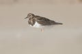 Calidris alpina, sandpiper with pronounced bokeh during blizzard on the sand of El Carabassi beach in Arenales del Sol Royalty Free Stock Photo