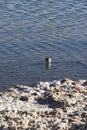 Calidris bairdii bird in a saltflat Royalty Free Stock Photo