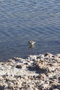 Calidris bairdii bird in a saltflat