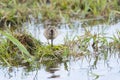 Calidris falcinellus