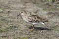 Calidris temminckii. Temminck`s stint a summer day on the Yamal