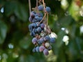Califorina Wild Grape close up shot Royalty Free Stock Photo