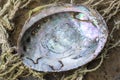 Shiny California abalone shell closeup Royalty Free Stock Photo