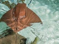 California Academy of Sciences aquarium Bluespotted ribbon tail ray, San Francisco, California, United States of America. Royalty Free Stock Photo