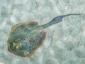 California Academy of Sciences aquarium Bluespotted ribbon tail ray, San Francisco, California, United States of America. Royalty Free Stock Photo