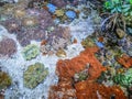 California Academy of Sciences aquarium corals, San Francisco, California, United States of America. Royalty Free Stock Photo