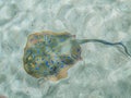 California Academy of Sciences aquarium Stingray, San Francisco, California, United States of America. Royalty Free Stock Photo