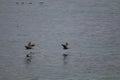 California Adventure Series - Pelicans at La Jolla Beach - Pacific Ocean