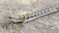 California Alligator Lizard Adult Close-up