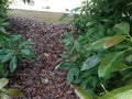 The California Haas avocado, truly hand grown, in California , 2.