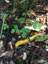 California Banana Slug Royalty Free Stock Photo