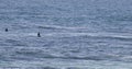 California Beach Series - Surfers on the Pacific Ocean - Waves