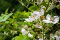 California blackberry Rubus ursinus wildflower