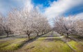 California Blossom Trail Royalty Free Stock Photo