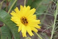 California Brittlebush