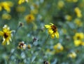 California Brittlebush