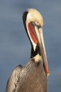 California Brown Pelican