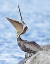 California Brown Pelican Adult Yawning Royalty Free Stock Photo