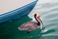 California Brown Pelican in breeding phase colors swimming in the Cabo San Lucas marina in Baja California Mexico Royalty Free Stock Photo