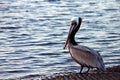 Angry Looking California Brown Pelican Royalty Free Stock Photo