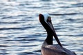 Angry California Brown Pelican Royalty Free Stock Photo