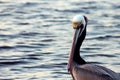 Angry California Brown Pelican Royalty Free Stock Photo